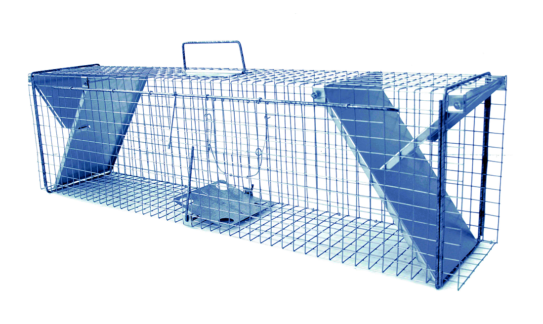 🪤 Jak ulovit kunu: Ověřený postup a nejlepší sklopec pro rychlé řešení