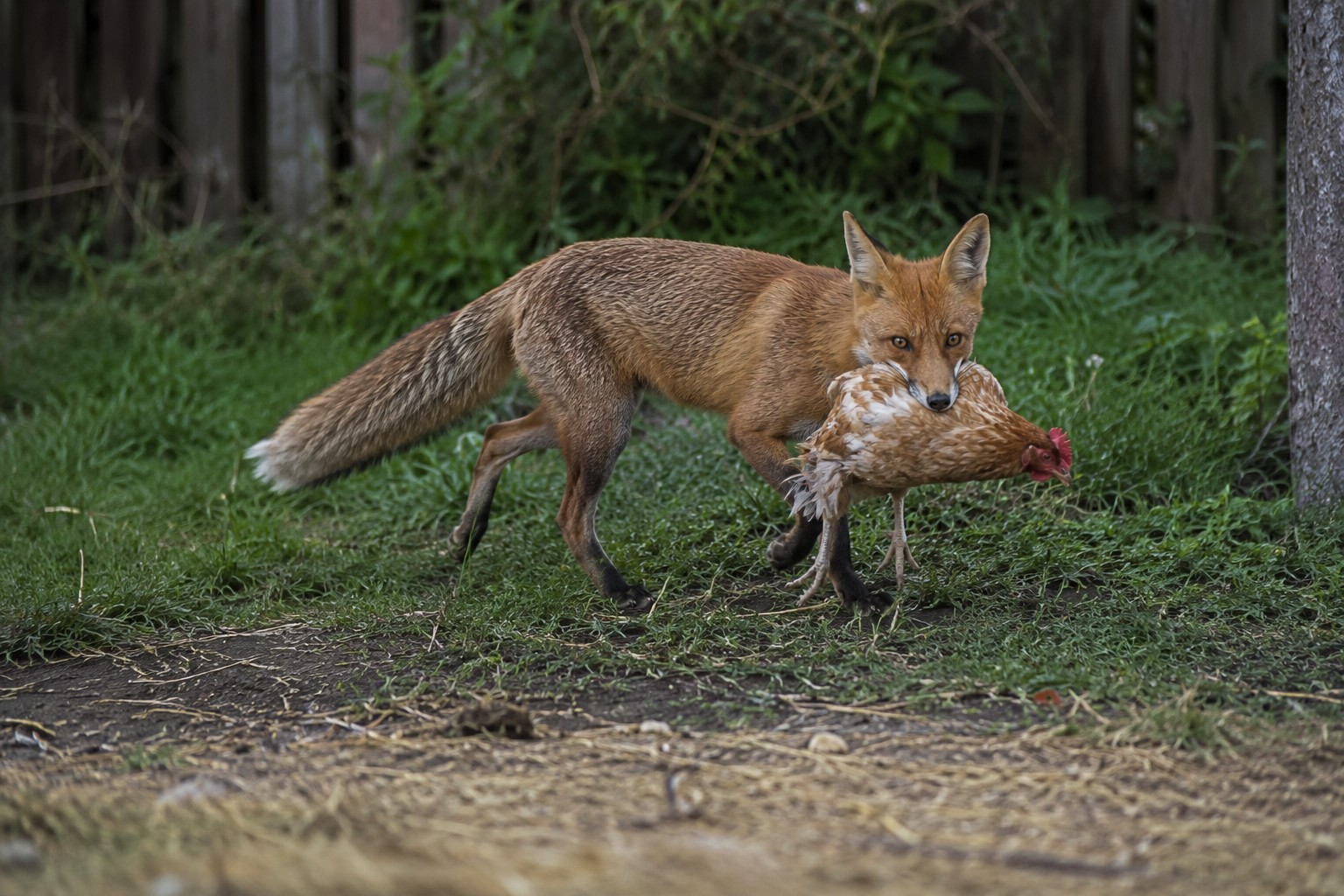 🦊 Jak ochránit slepice před liškou? Bezpečný odchyt pomocí sklopce