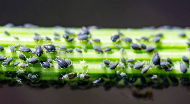 Na zahradní škůdce