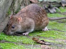 Velká sada pachových ohradníků na hlodavce 1000 ml